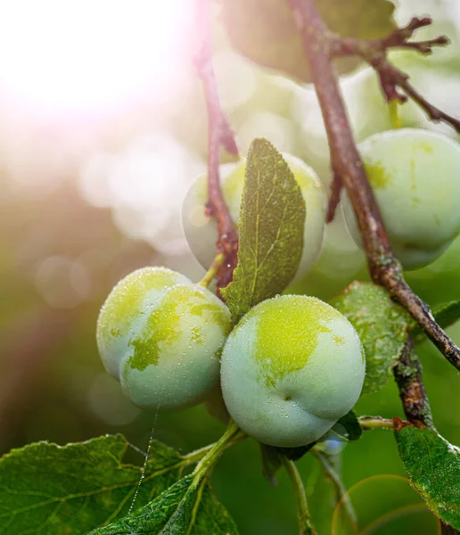 Fruit Prune Sur Une Branche Aux Feuilles Vertes Gros Plan Images De Stock Libres De Droits