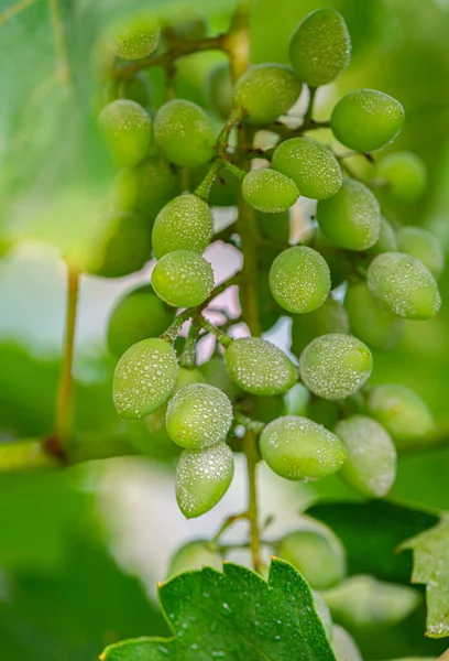 Fruits Raisins Verts Sur Une Branche Avec Feuilles Gros Plan Images De Stock Libres De Droits