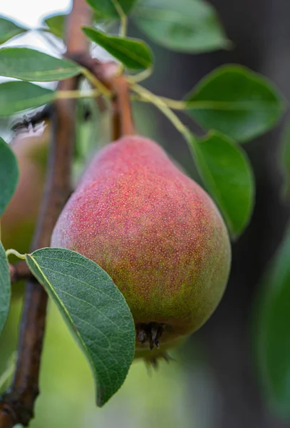 Fruit Poire Sur Une Branche Aux Feuilles Vertes Gros Plan Photos De Stock Libres De Droits