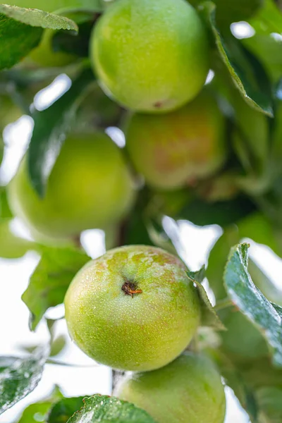 Fruits Pomme Sur Une Branche Gouttes Avec Des Feuilles Vertes Images De Stock Libres De Droits