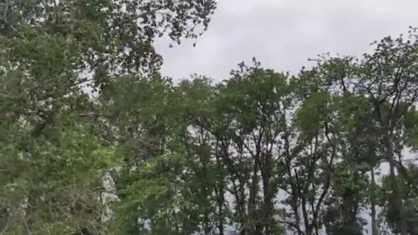 Φυσική Υφή Των Δέντρων Που Ταλαντεύονται Στον Αέρα Κινούμενο Φόντο — Αρχείο Βίντεο