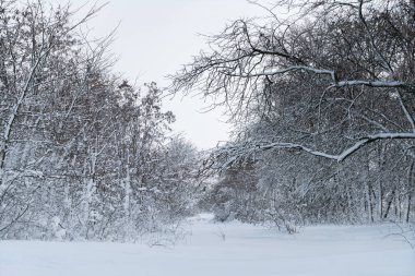 Kır kışı manzarası, her yer karla kaplıydı.