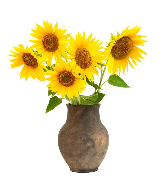 bouquet of sunflowers in a clay pot on white isolated background