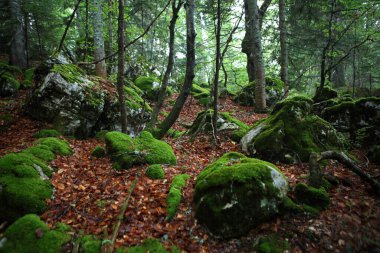 Perucica - Bosna-Hersek 'in Sutjeska Ulusal Parkı' ndaki Avrupa 'nın son ilkel ormanlarından biri