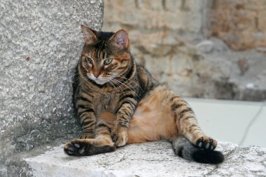 Hırvatistan 'ın Dubrovnik kentindeki Eski Twon' da Kedi