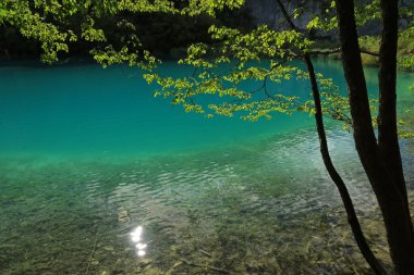Hırvatistan 'ın Plitvice Lakes Ulusal Parkı' ndaki Kaluderovac Gölü