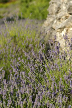 Lavender flowers in Brusje village on Hvar island, Croatia clipart