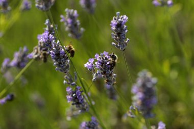 Hırvatistan 'ın Hvar Adası yakınlarındaki Lavanta Tarlası, lavanta Arısı