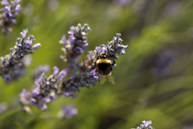 Hırvatistan 'ın Hvar Adası yakınlarındaki Lavanta Tarlası, lavanta Arısı
