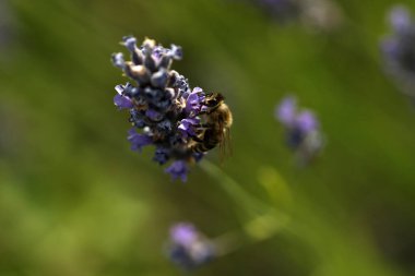 Hırvatistan 'ın Hvar Adası yakınlarındaki Lavanta Tarlası, lavanta Arısı