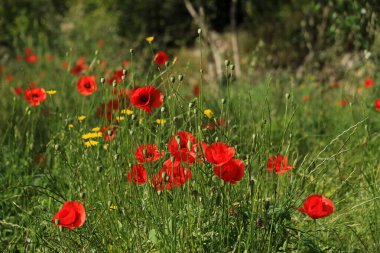 Wild Flanders gelinciği, Hvar adası, Hırvatistan