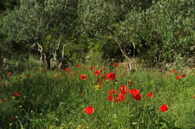 Wild Flanders gelinciği, Hvar adası, Hırvatistan