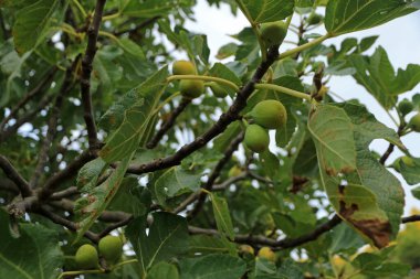 Hırvatistan 'ın Hvar adasının yinelenen incirleri