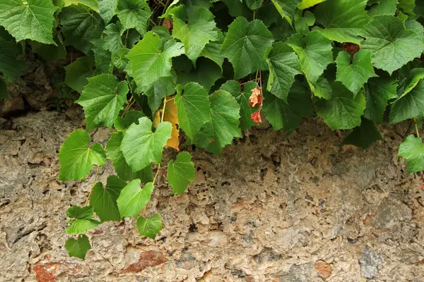 Hırvatistan 'ın Hvar adasında üzüm yaprakları