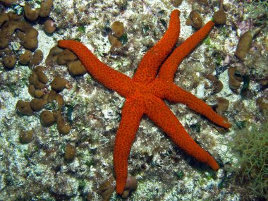 Adriyatik denizi, Hırvatistan 'da deniz yıldızı  