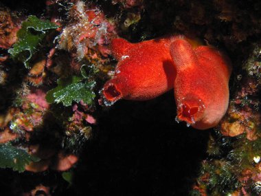 Halocynthia papillosa - Adriyatik Denizi, Hırvatistan 'da deniz fışkırması 