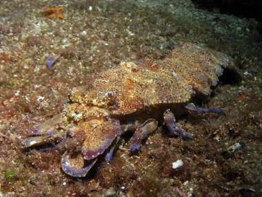 Hırvatistan 'ın Brac adası yakınlarındaki Adriyatik denizinde Akdeniz ıstakozu