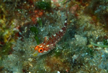 Hırvatistan 'ın Hvar adası yakınlarındaki Adriyatik Denizi' nde Goby balığı
