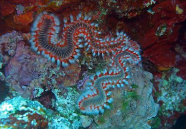 Adriyatik denizi, Hırvatistan 'da sakallı yangın solucanı