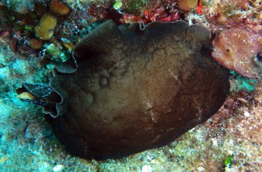 Adriyatik Denizi, Hırvatistan 'da Depilatory deniz tavşanı