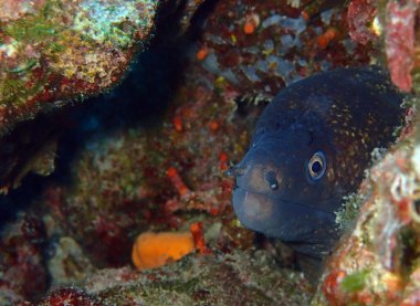 Adriyatik denizi ve Hırvatistan 'da Akdeniz morayı