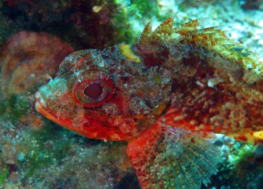 Adriyatik Denizi ve Hırvatistan 'da Akrep Balığı    