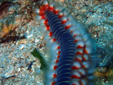 Adriyatik denizi, Hırvatistan 'da sakallı yangın solucanı