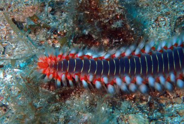 Adriyatik denizi, Hırvatistan 'da sakallı yangın solucanı