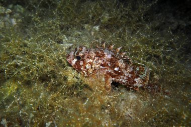 Adriyatik Denizi ve Hırvatistan 'da Akrep Balığı