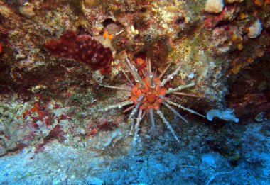 Adriyatik denizi, Hırvatistan 'da Cidarid deniz kestanesi