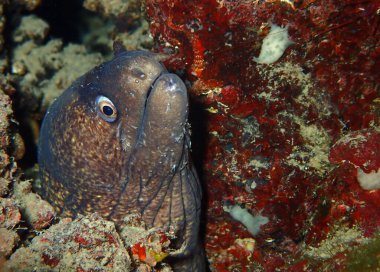 Adriyatik denizi ve Hırvatistan 'da Akdeniz morayı