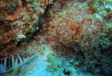 Adriyatik Denizi ve Hırvatistan 'da ortak ahtapot