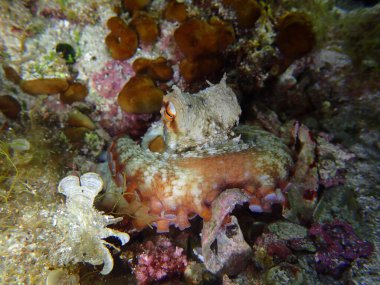 Adriyatik Denizi ve Hırvatistan 'da ortak ahtapot