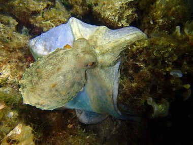 Adriyatik Denizi ve Hırvatistan 'da ortak ahtapot