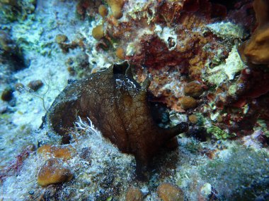 Adriyatik Denizi, Hırvatistan 'da Depilatory deniz tavşanı