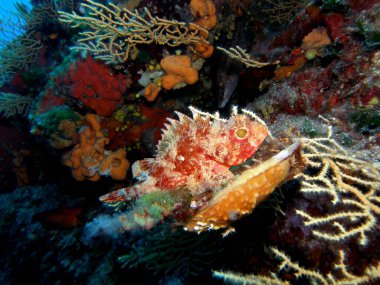 Adriyatik Denizi ve Hırvatistan 'da Akrep Balığı