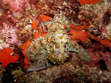 Adriyatik Denizi ve Hırvatistan 'da ortak ahtapot