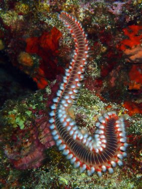 Adriyatik denizi, Hırvatistan 'da sakallı yangın solucanı