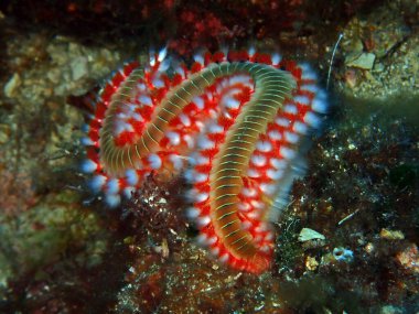 Adriyatik denizi, Hırvatistan 'da sakallı yangın solucanı