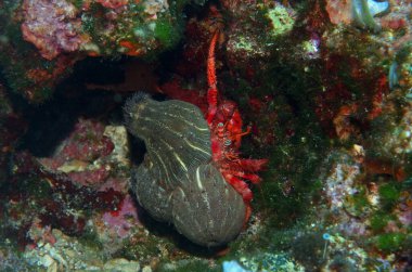 Dardanus calidus - Hırvatistan 'ın Hvar adası yakınlarındaki Adriyatik Denizi' nde deniz şakayığı ile münzevi yengeç