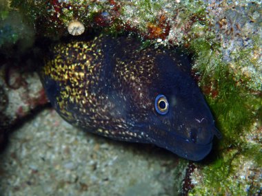 Adriyatik denizi ve Hırvatistan 'da Akdeniz morayı