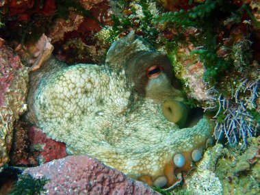 Adriyatik Denizi ve Hırvatistan 'da ortak ahtapot