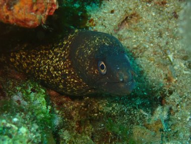 Adriyatik denizi ve Hırvatistan 'da Akdeniz morayı