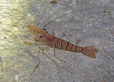 Hırvatistan, Hırvatistan ve Akdeniz yakınlarındaki Adriyatik Denizi 'ndeki mağarada Narwal Karidesi