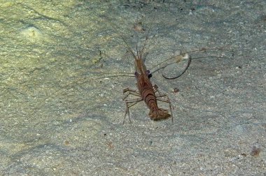 Hırvatistan, Hırvatistan ve Akdeniz yakınlarındaki Adriyatik Denizi 'ndeki mağarada Narwal Karidesi