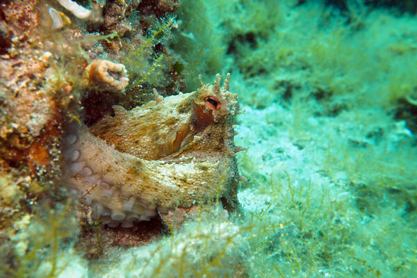 Common octopus in Adriatic sea, Croatia