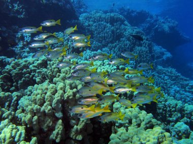 Kızıl Deniz 'de Mısır' daki Fury Shoals yakınlarında Dory snapper.