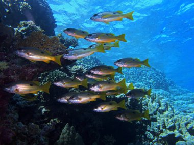 Kızıl Deniz 'de Mısır' daki Fury Shoals yakınlarında Dory snapper.