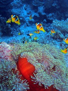 Kızıl Deniz Anemonbalığı, Fury Shoal, Kızıldeniz Mısır, sualtı fotoğrafı