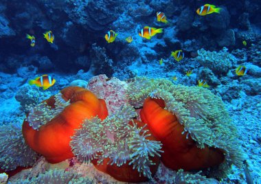 Kızıl Deniz Anemonbalığı, Fury Shoal, Kızıldeniz Mısır, sualtı fotoğrafı